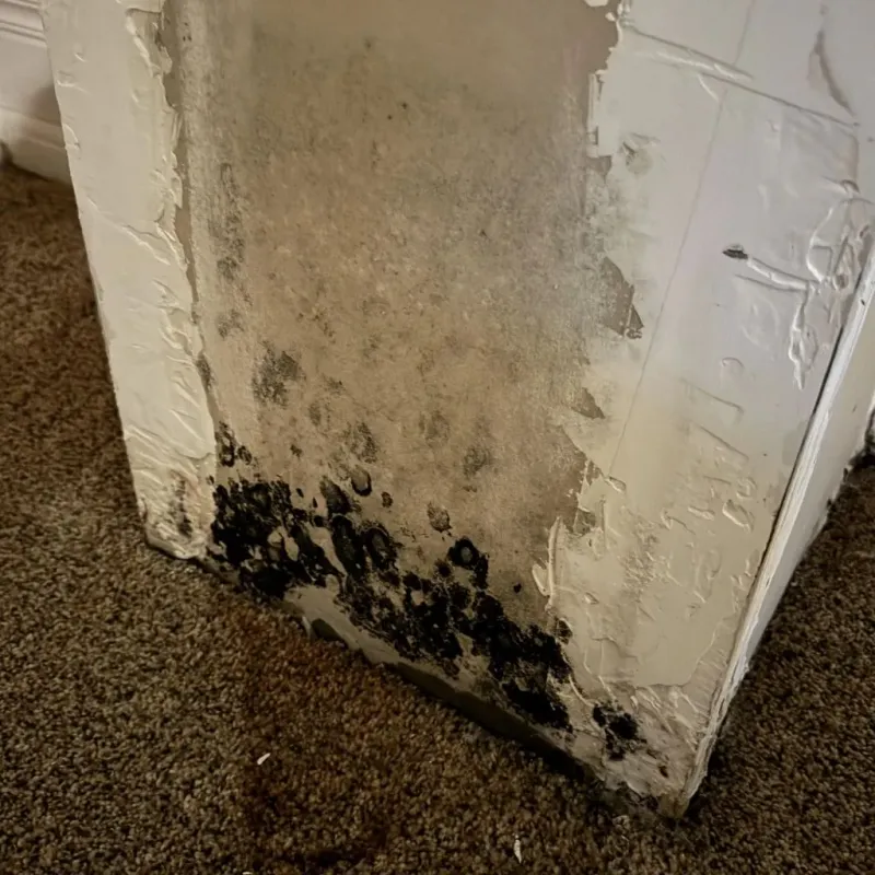 Professional Mold Removal in Masontown, PA